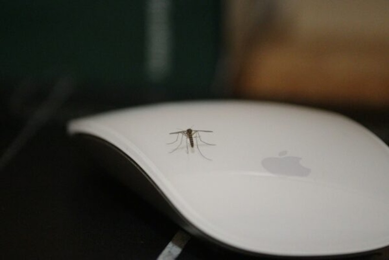How to Handle Pests in Your Florida Rental Property